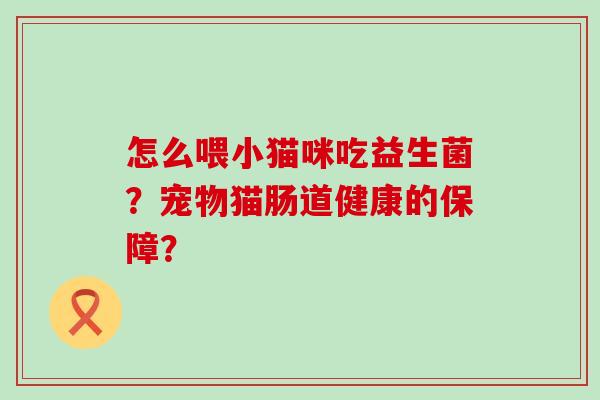 怎么喂小猫咪吃益生菌？宠物猫肠道健康的保障？