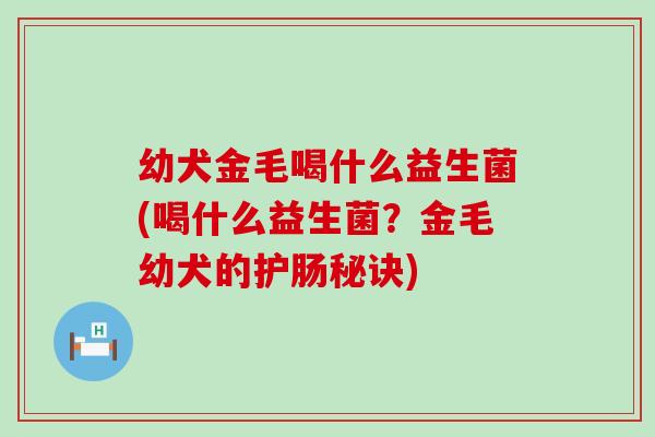 幼犬金毛喝什么益生菌(喝什么益生菌？金毛幼犬的护肠秘诀)