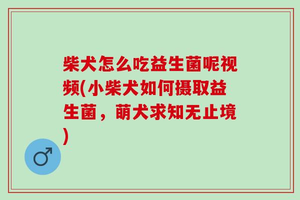 柴犬怎么吃益生菌呢视频(小柴犬如何摄取益生菌，萌犬求知无止境)