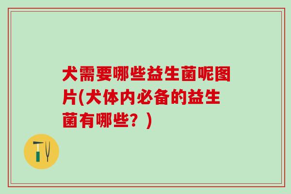 犬需要哪些益生菌呢图片(犬体内必备的益生菌有哪些？)