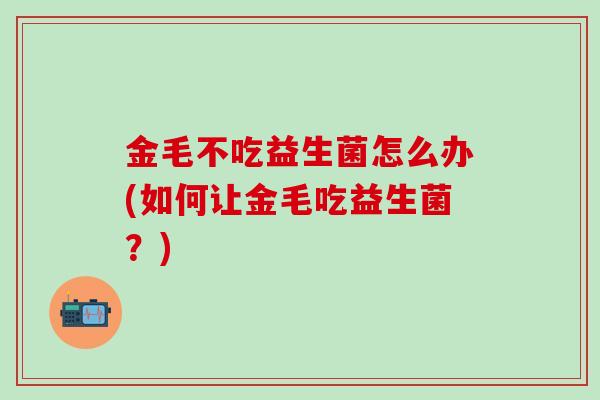 金毛不吃益生菌怎么办(如何让金毛吃益生菌？)