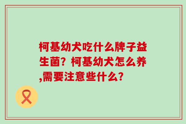 柯基幼犬吃什么牌子益生菌？柯基幼犬怎么养,需要注意些什么？