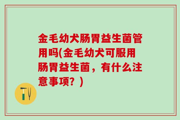 金毛幼犬肠胃益生菌管用吗(金毛幼犬可服用肠胃益生菌，有什么注意事项？)
