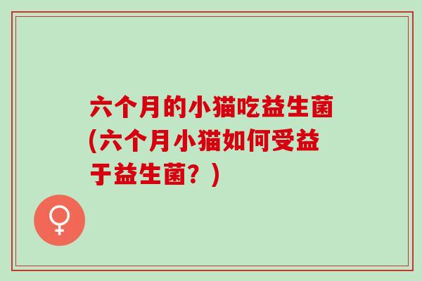 六个月的小猫吃益生菌(六个月小猫如何受益于益生菌？)