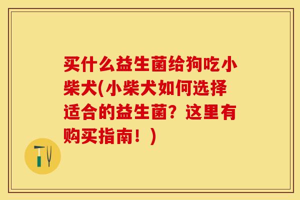 买什么益生菌给狗吃小柴犬(小柴犬如何选择适合的益生菌？这里有购买指南！)
