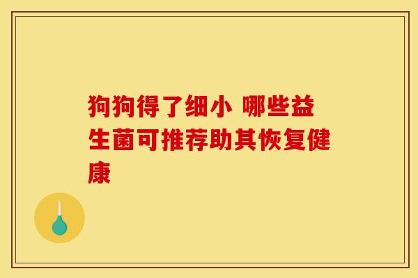 狗狗得了细小 哪些益生菌可推荐助其恢复健康