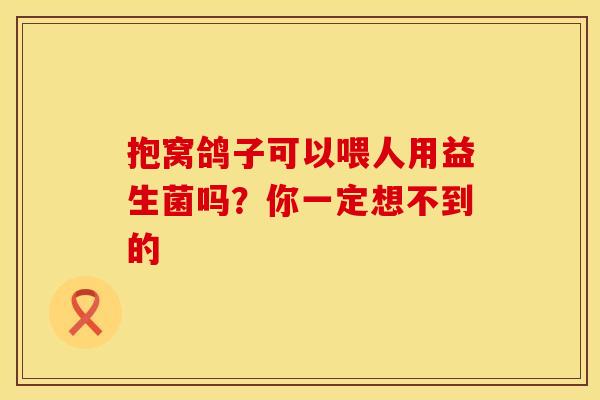 抱窝鸽子可以喂人用益生菌吗？你一定想不到的