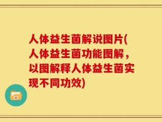 人体益生菌解说图片(人体益生菌功能图解，以图解释人体益生菌实现不同功效)