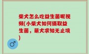 柴犬怎么吃益生菌呢视频(小柴犬如何摄取益生菌，萌犬求知无止境)