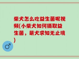 柴犬怎么吃益生菌呢视频(小柴犬如何摄取益生菌，萌犬求知无止境)