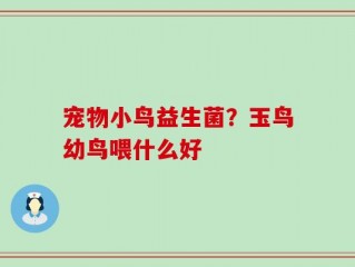 宠物小鸟益生菌？玉鸟幼鸟喂什么好
