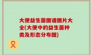 大便益生菌图谱图片大全(大便中的益生菌种类及形态分布图)
