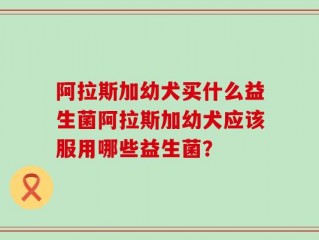 阿拉斯加幼犬买什么益生菌阿拉斯加幼犬应该服用哪些益生菌？