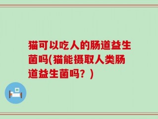 猫可以吃人的肠道益生菌吗(猫能摄取人类肠道益生菌吗？)