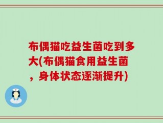 布偶猫吃益生菌吃到多大(布偶猫食用益生菌，身体状态逐渐提升)