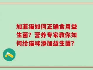 加菲猫如何正确食用益生菌？营养专家教你如何给猫咪添加益生菌？