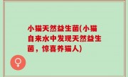 小猫天然益生菌(小猫自来水中发现天然益生菌，惊喜养猫人)