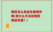 鹦鹉怎么用益生菌喂养呢(用什么方法给鹦鹉喂益生菌？)