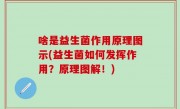 啥是益生菌作用原理图示(益生菌如何发挥作用？原理图解！)
