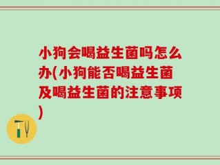 小狗会喝益生菌吗怎么办(小狗能否喝益生菌及喝益生菌的注意事项)