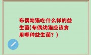布偶幼猫吃什么样的益生菌(布偶幼猫应该食用哪种益生菌？)