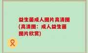 益生菌成人图片高清图(高清图：成人益生菌图片欣赏)