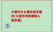 小猪为什么要吃益生菌片(小猪为何需要摄入益生菌)