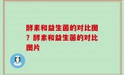 酵素和益生菌的对比图？酵素和益生菌的对比图片