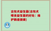 古牧犬益生菌(古牧犬喂食益生菌的好处：维护肠道健康)