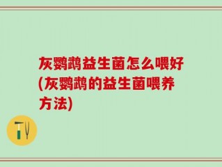 灰鹦鹉益生菌怎么喂好(灰鹦鹉的益生菌喂养方法)