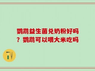 鹦鹉益生菌兑奶粉好吗？鹦鹉可以喂大米吃吗