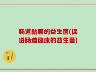 肠道黏膜的益生菌(促进肠道健康的益生菌)