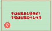 牛益生菌怎么喂养的？牛喂益生菌起什么作用