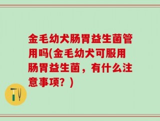 金毛幼犬肠胃益生菌管用吗(金毛幼犬可服用肠胃益生菌，有什么注意事项？)