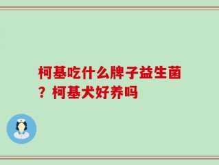 柯基吃什么牌子益生菌？柯基犬好养吗