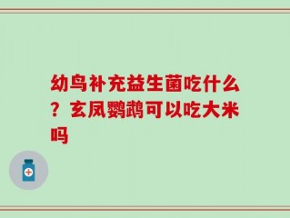 幼鸟补充益生菌吃什么？玄凤鹦鹉可以吃大米吗