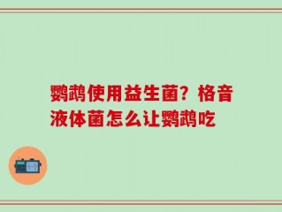 鹦鹉使用益生菌？格音液体菌怎么让鹦鹉吃