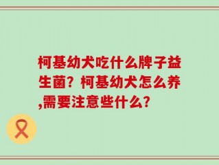 柯基幼犬吃什么牌子益生菌？柯基幼犬怎么养,需要注意些什么？
