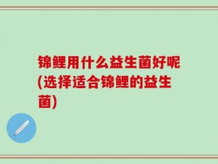 锦鲤用什么益生菌好呢(选择适合锦鲤的益生菌)