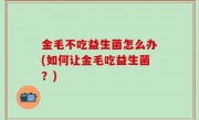金毛不吃益生菌怎么办(如何让金毛吃益生菌？)