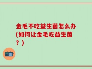 金毛不吃益生菌怎么办(如何让金毛吃益生菌？)
