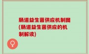 肠道益生菌供应机制图(肠道益生菌供应的机制解读)