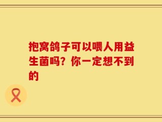 抱窝鸽子可以喂人用益生菌吗？你一定想不到的