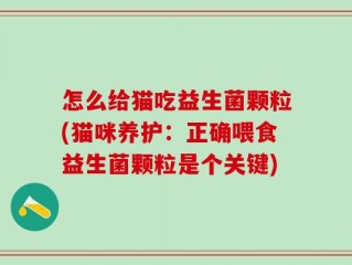 怎么给猫吃益生菌颗粒(猫咪养护：正确喂食益生菌颗粒是个关键)