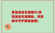 爱蕴美益生菌图片(爱蕴美益生菌图解，溯源精华守护肠道健康)