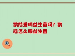 鹦鹉爱喝益生菌吗？鹦鹉怎么喂益生菌