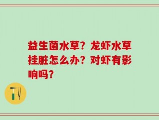 益生菌水草？龙虾水草挂脏怎么办？对虾有影响吗？