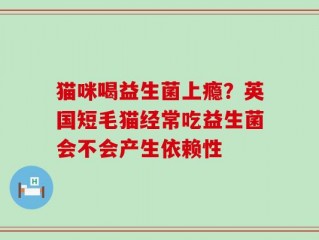 猫咪喝益生菌上瘾？英国短毛猫经常吃益生菌会不会产生依赖性