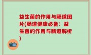 益生菌的作用与肠道图片(肠道健康必备：益生菌的作用与肠道解析)