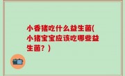 小香猪吃什么益生菌(小猪宝宝应该吃哪些益生菌？)